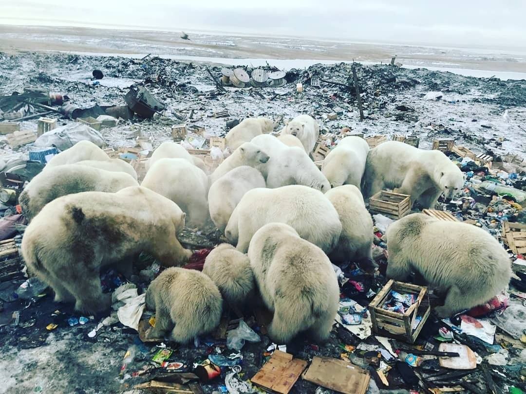 Rusya'da kutup ayıları şehre indi 1