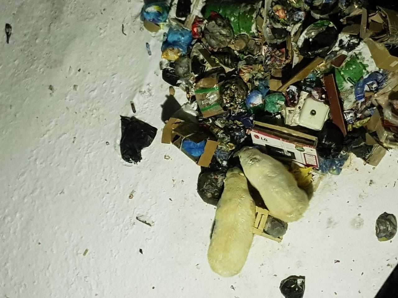 Rusya'da kutup ayıları şehre indi 3