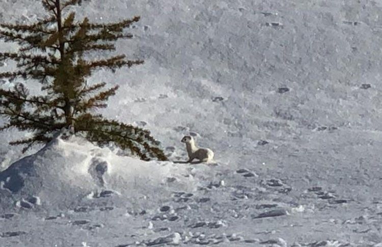 Beyaz gelincik Bitlis'te görüntülendi... 6