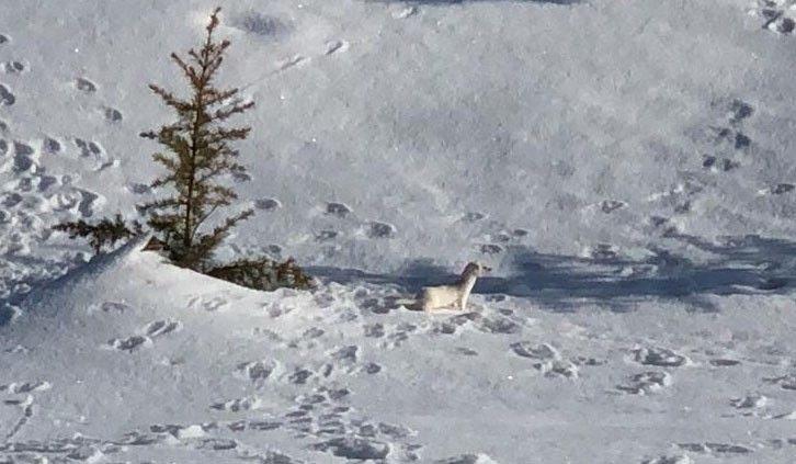 Beyaz gelincik Bitlis'te görüntülendi... 5