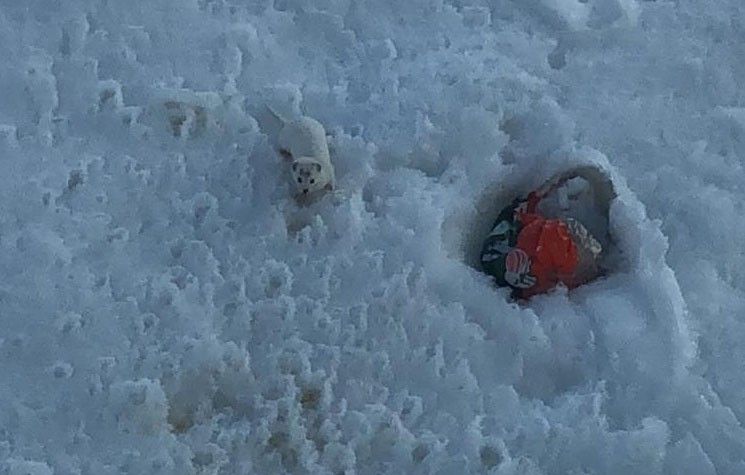 Beyaz gelincik Bitlis'te görüntülendi... 4