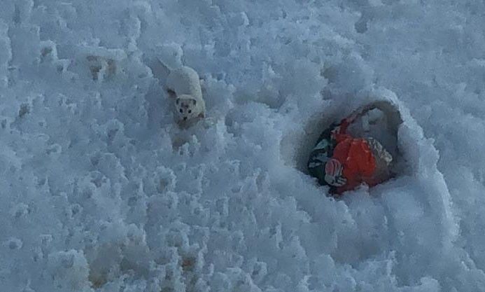 Beyaz gelincik Bitlis'te görüntülendi... 2