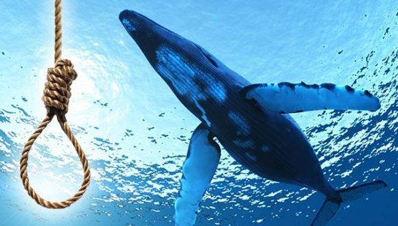 Mavi Balina Türkiye'de bir can daha aldı! 10