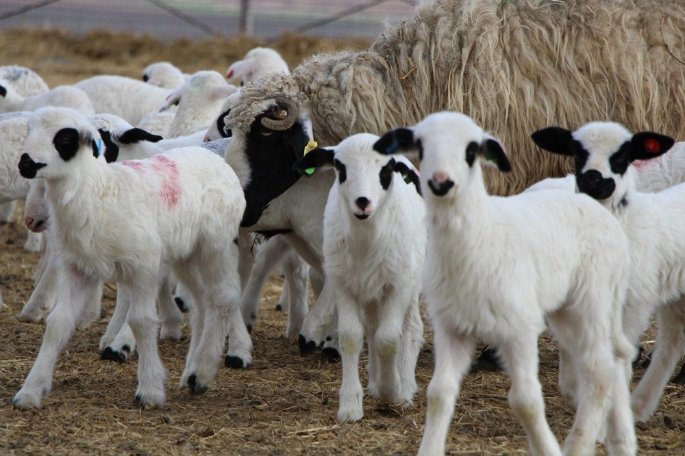Amasya'da koyun altız yavruladı... 2