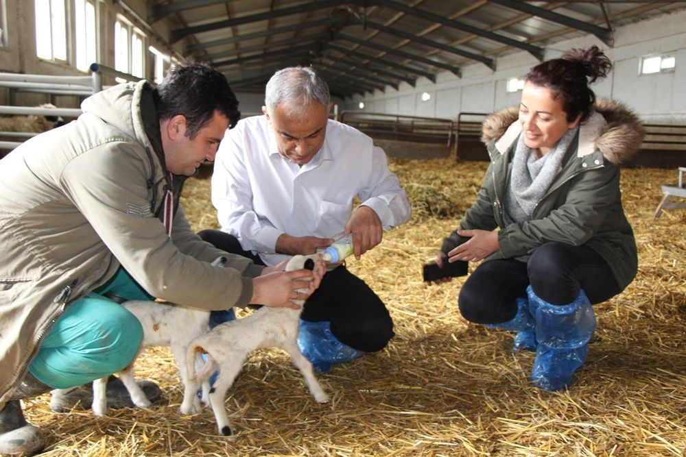 Amasya'da koyun altız yavruladı... 3