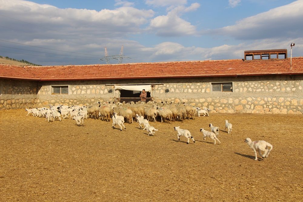 Amasya'da koyun altız yavruladı... 9