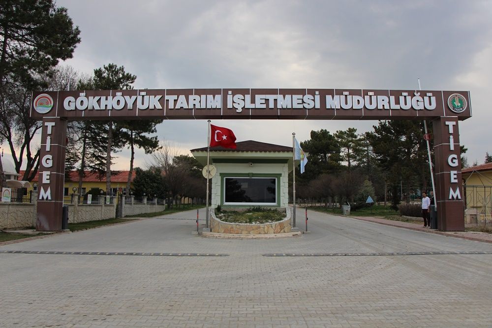 Amasya'da koyun altız yavruladı... 10