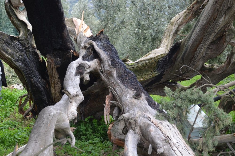 Bursa'da 7 asırlık servi ağaçlarını tahrip ettiler 8