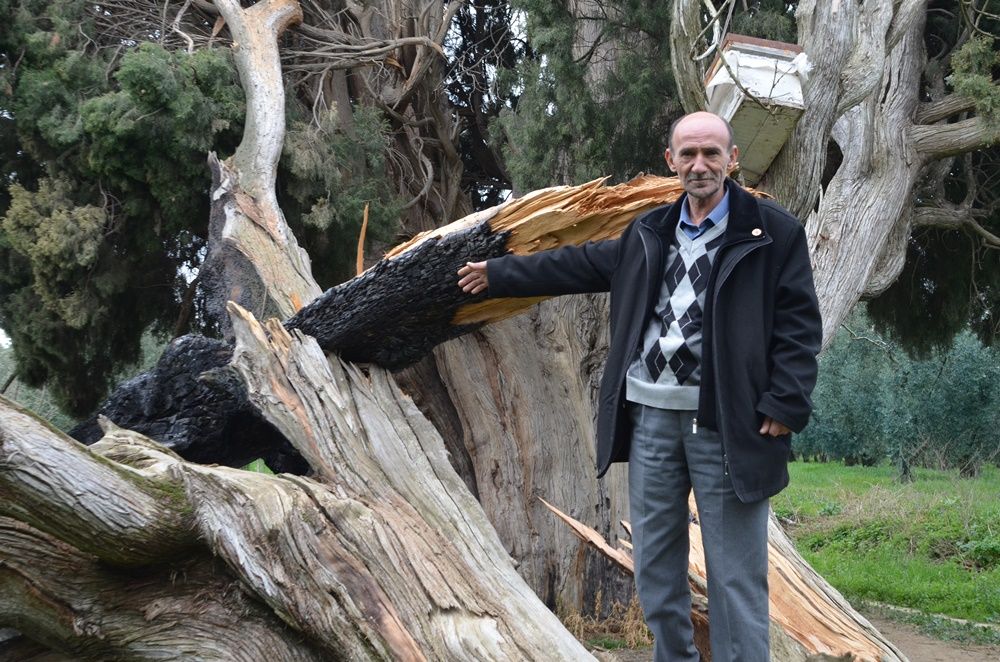 Bursa'da 7 asırlık servi ağaçlarını tahrip ettiler 14