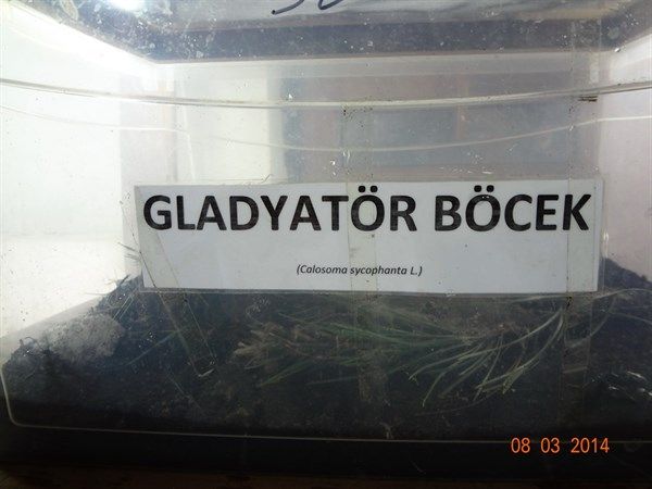 10 bin böcek İstanbul'a salınacak! 2