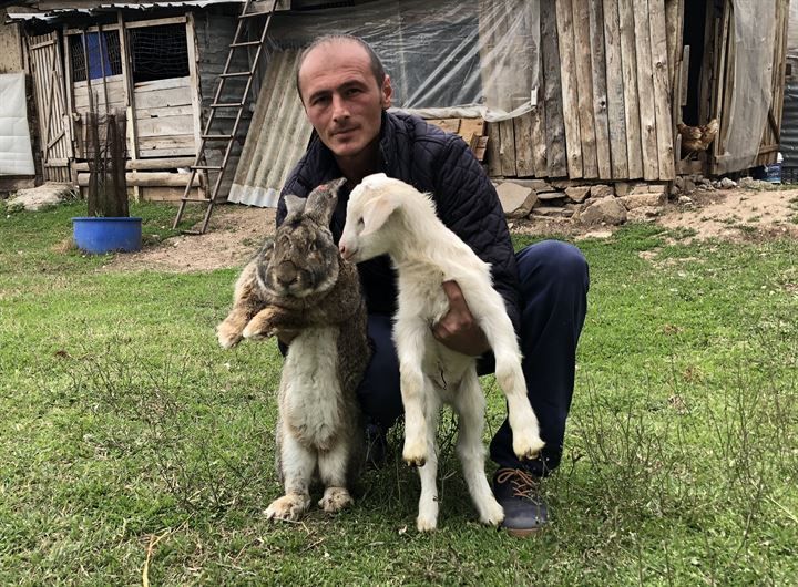Kırmızı ete alternatif: 12 kiloluk dev tavşanlar! 1