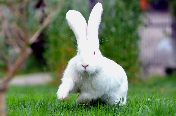 Kırmızı ete alternatif: 12 kiloluk dev tavşanlar! 11