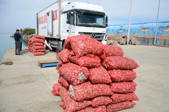 Av yasağı başladı balıkçıların geçim kaynağı oldu! 3