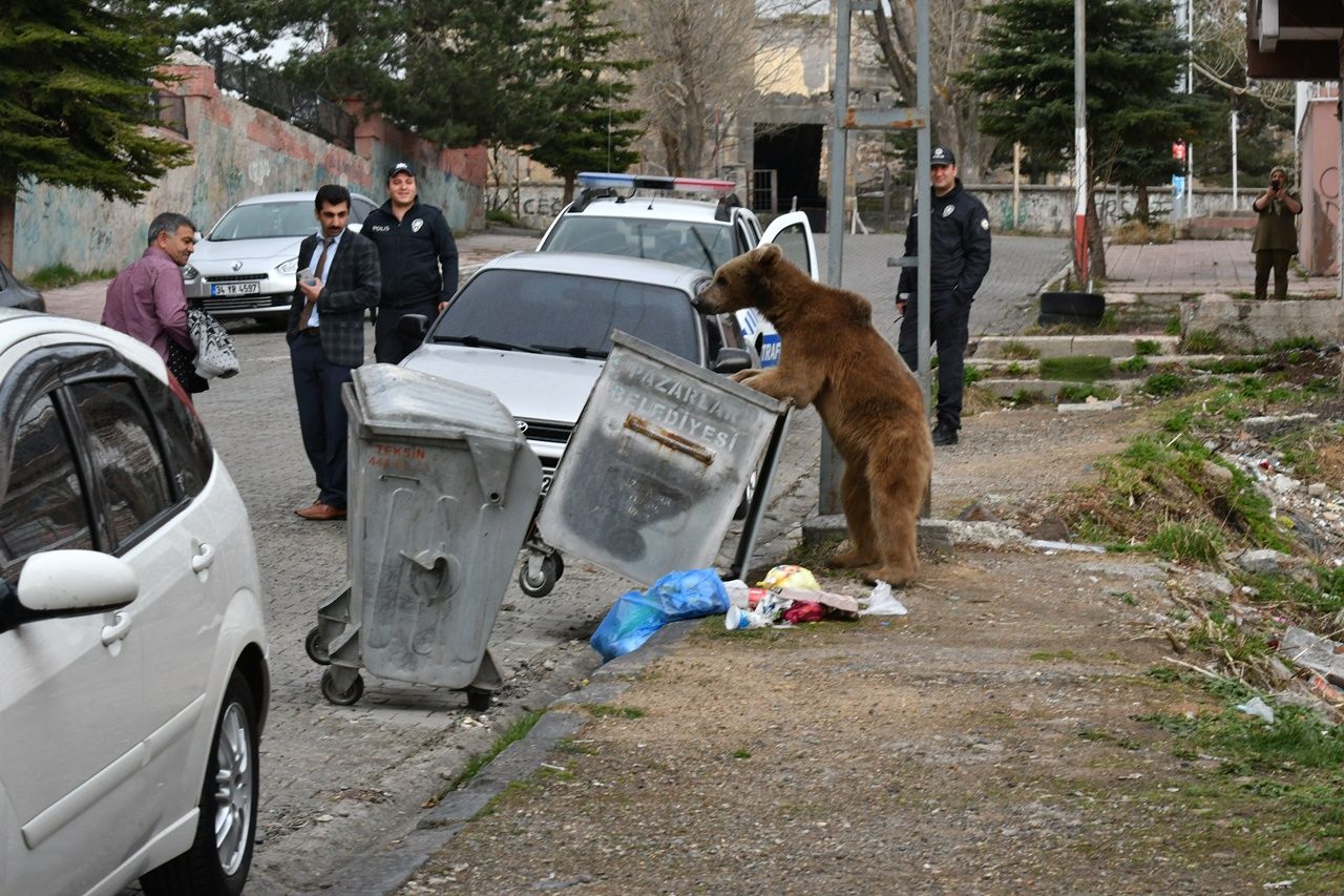 Aç kalan boz ayı mahalleye indi... 1