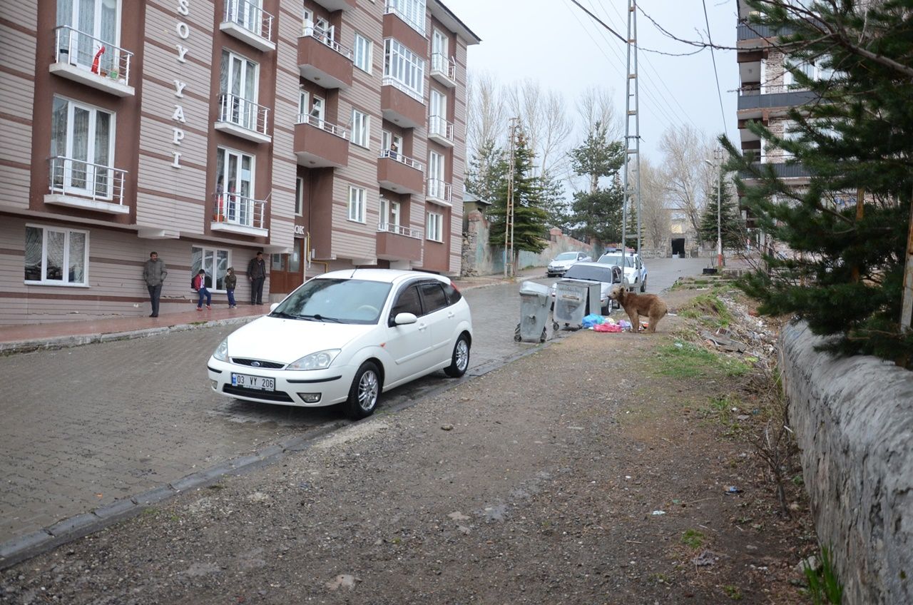 Aç kalan boz ayı mahalleye indi... 2