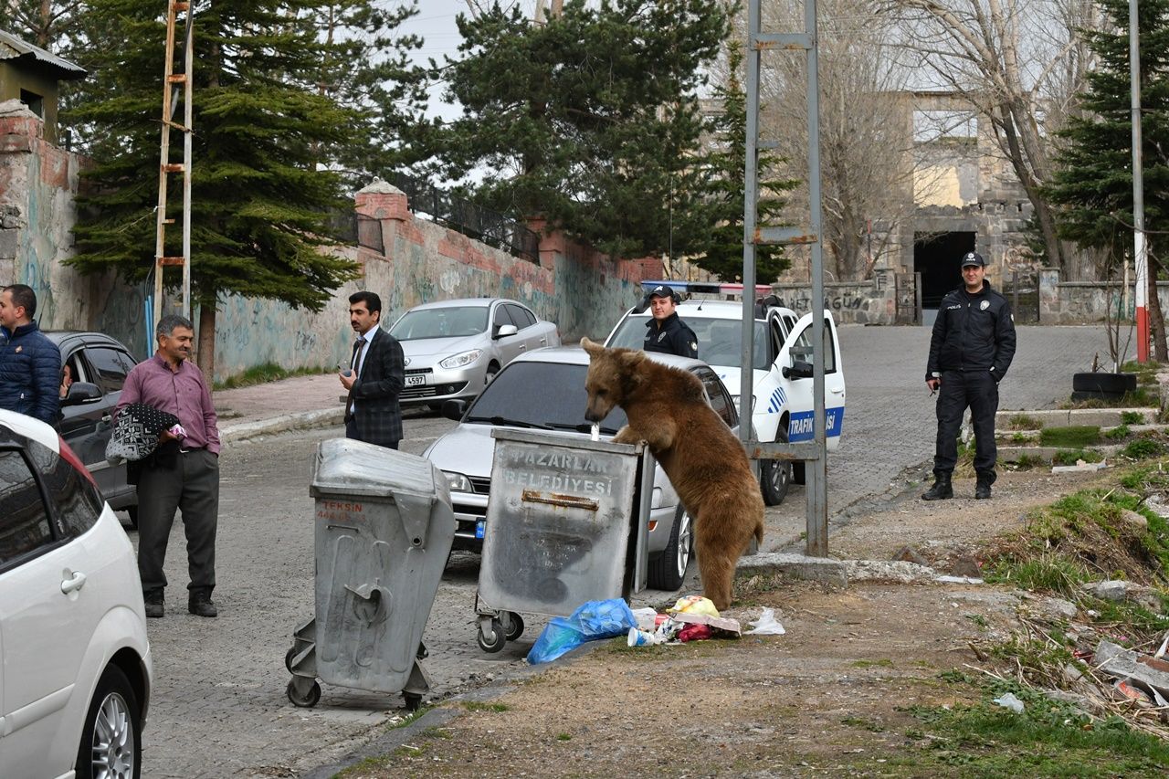 Aç kalan boz ayı mahalleye indi... 5