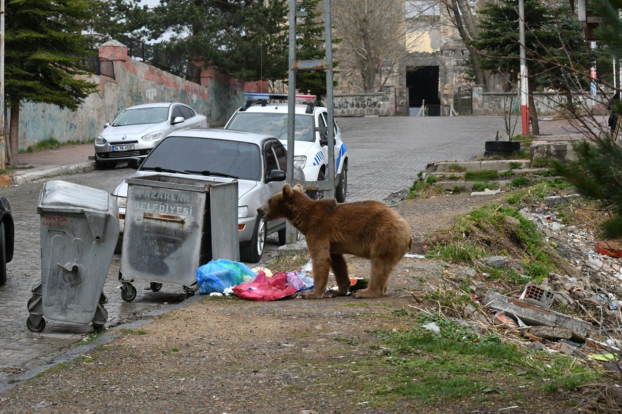 Aç kalan boz ayı mahalleye indi... 8