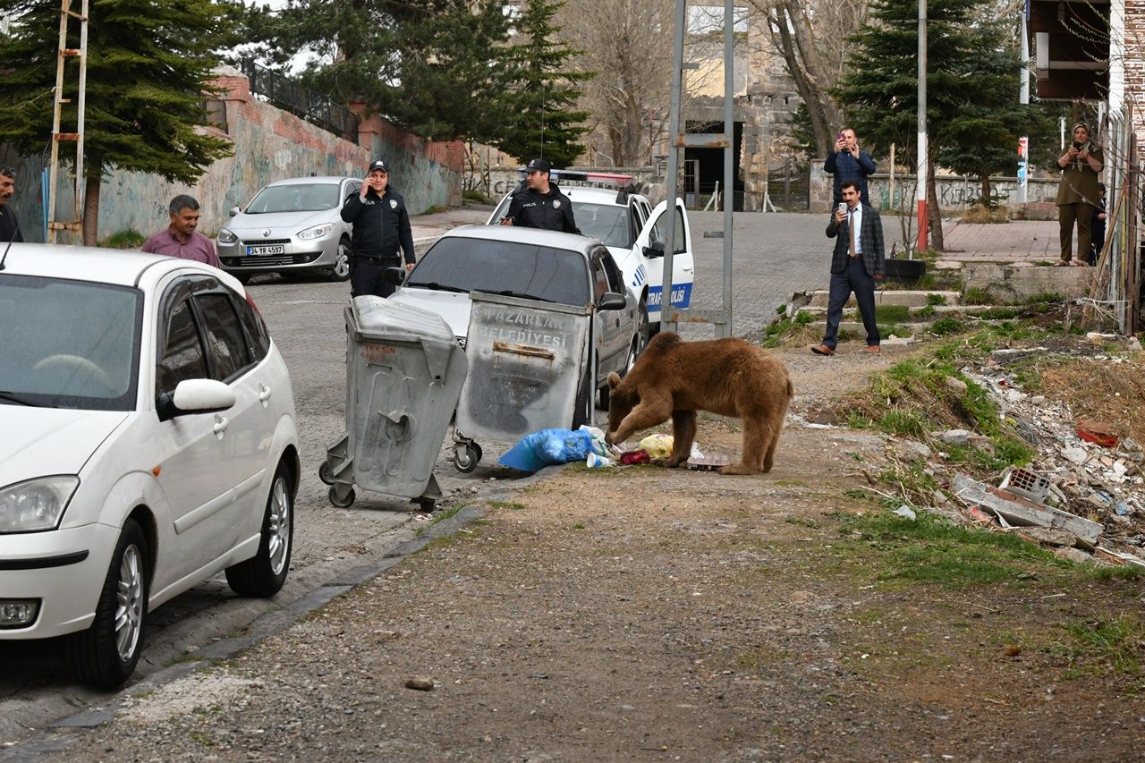 Aç kalan boz ayı mahalleye indi... 11