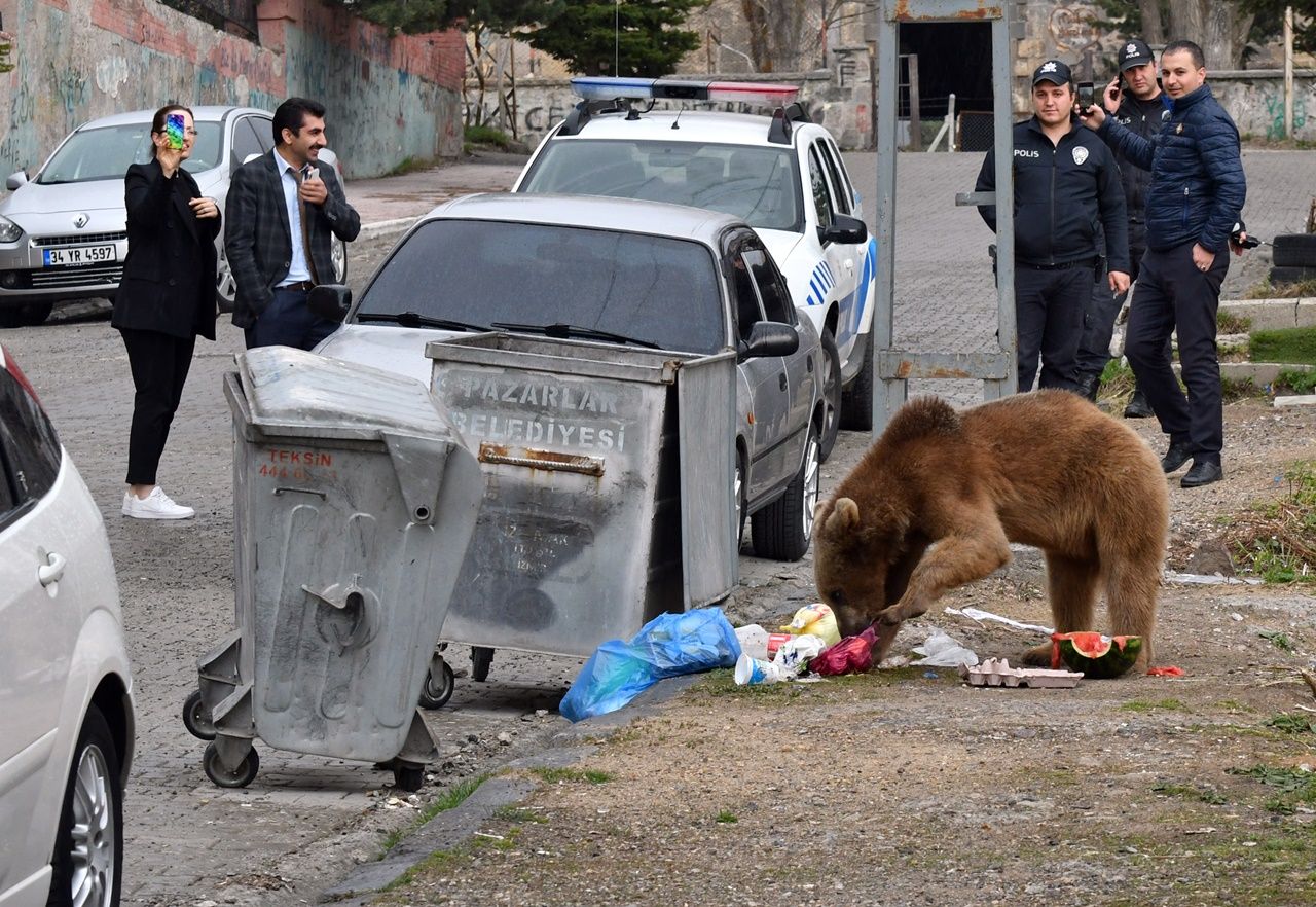 Aç kalan boz ayı mahalleye indi... 12