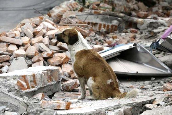 Deprem kahini uyardı: Bu kez 8 büyüklüğünde... 12