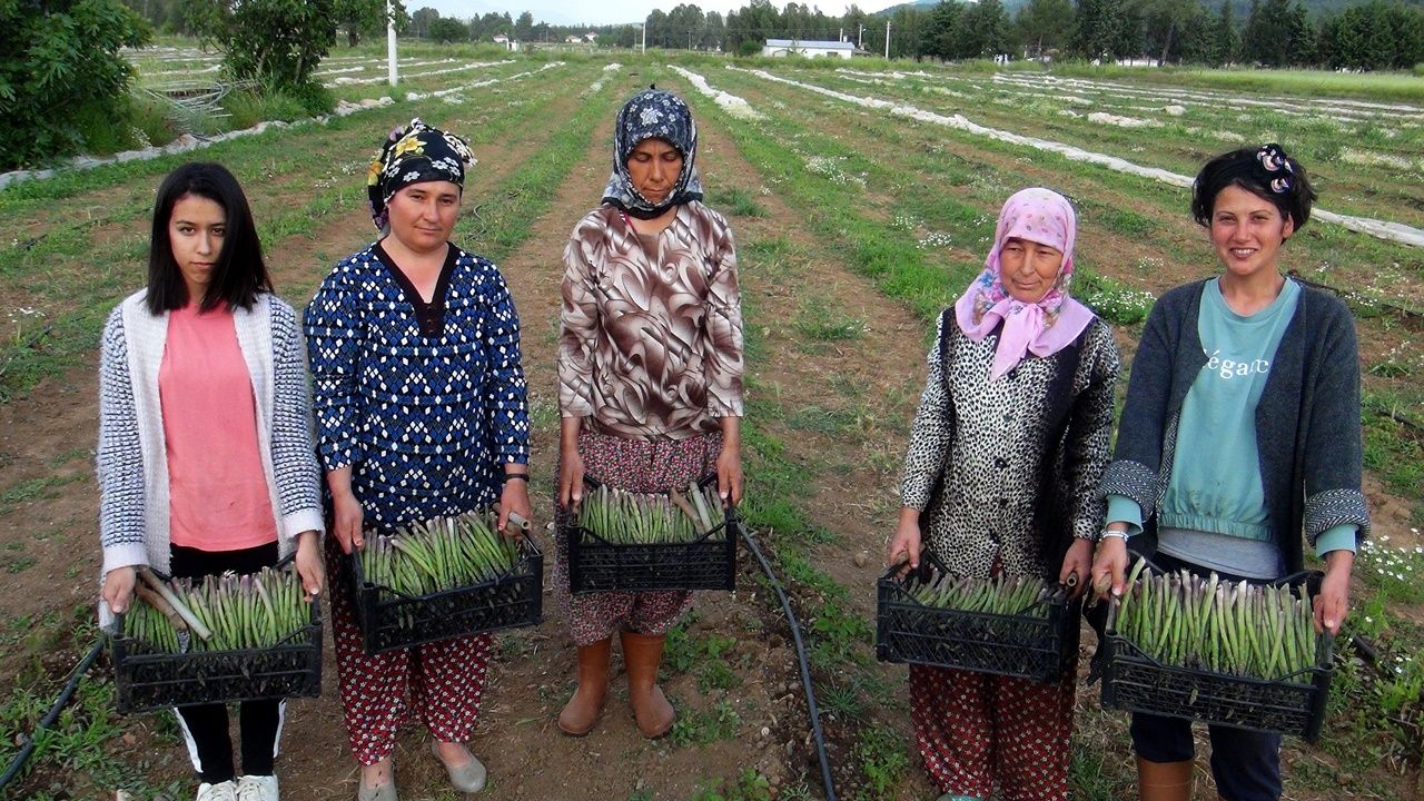 Kariyerini bırakıp kuşkonmaz üreticisi oldu... 2