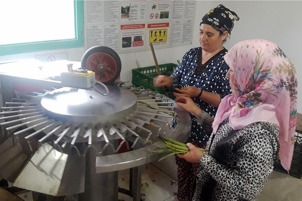 Kariyerini bırakıp kuşkonmaz üreticisi oldu... 9
