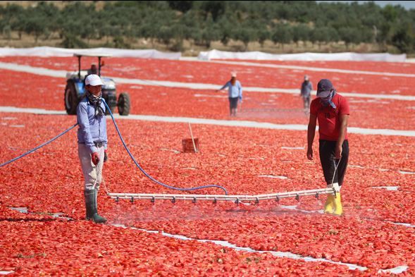Kilosu 4 euroya satılıyor! 13