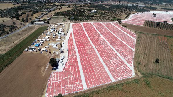 Kilosu 4 euroya satılıyor! 16
