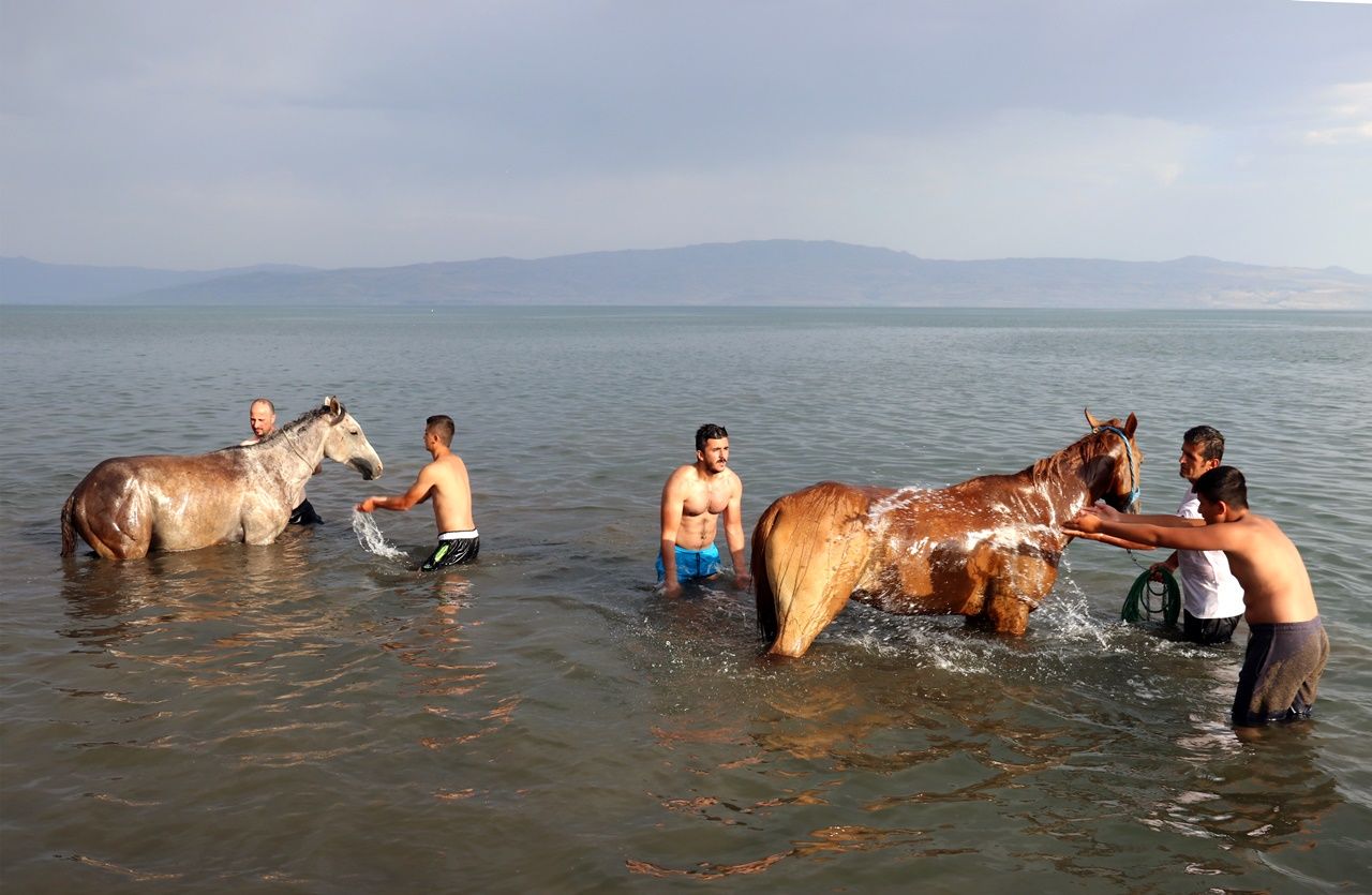 Yarış atlarının Van Gölü'ndeki antrenmanı... 14