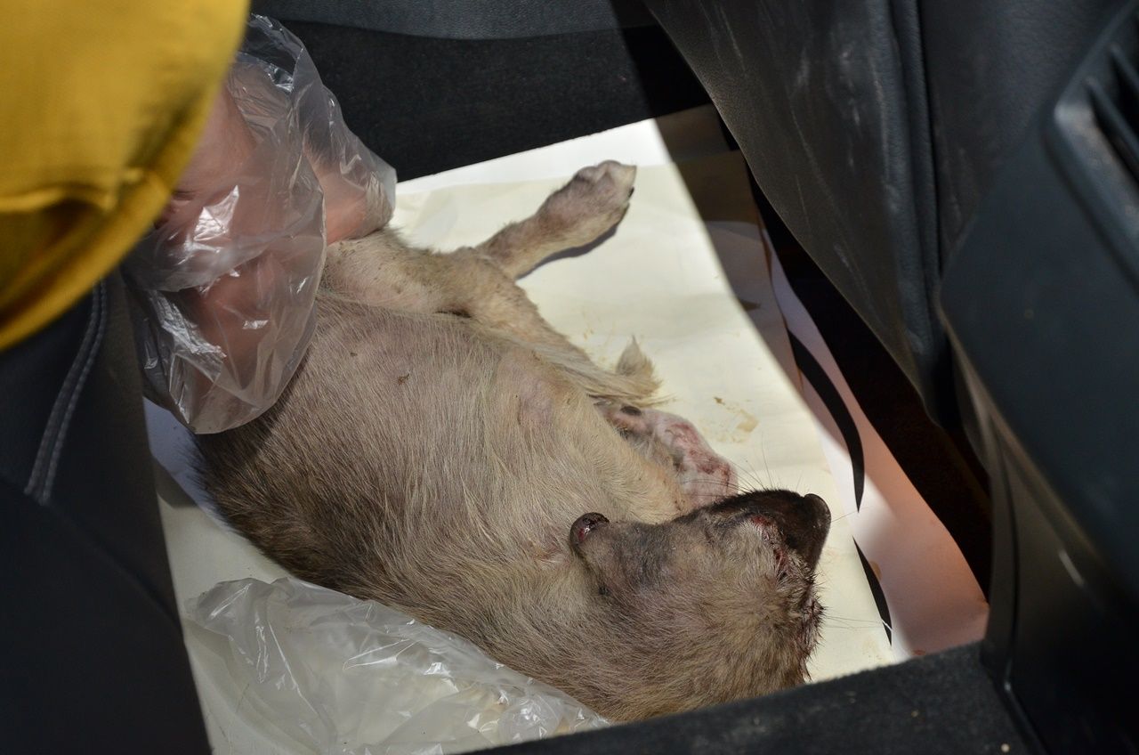 Yaralı köpek için 80 kilometre yol gittiler! 1