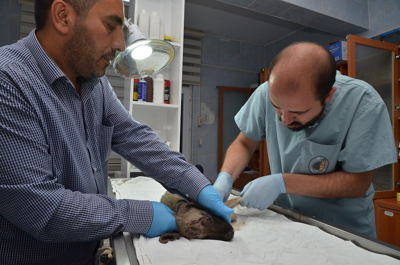 Yaralı köpek için 80 kilometre yol gittiler! 3
