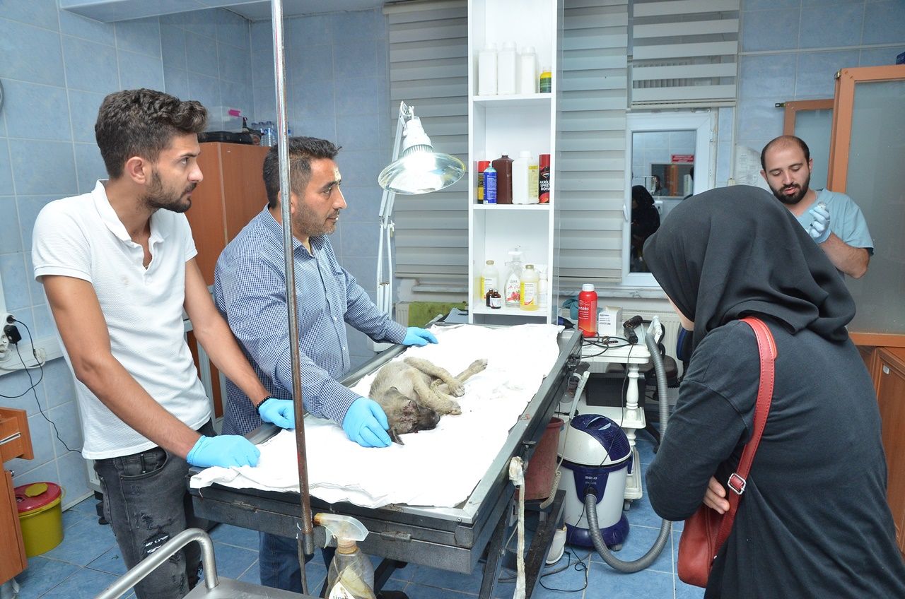 Yaralı köpek için 80 kilometre yol gittiler! 4
