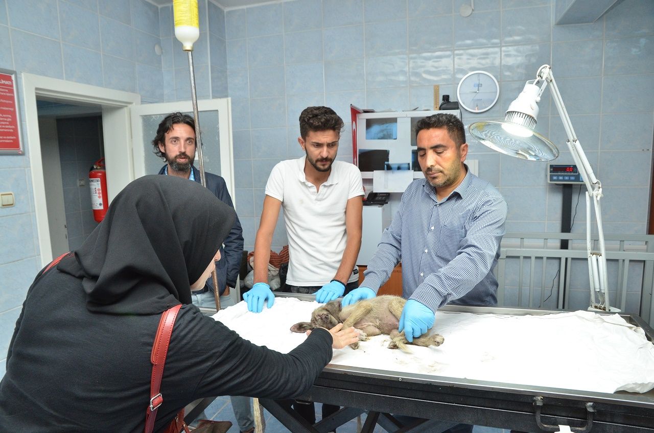 Yaralı köpek için 80 kilometre yol gittiler! 5