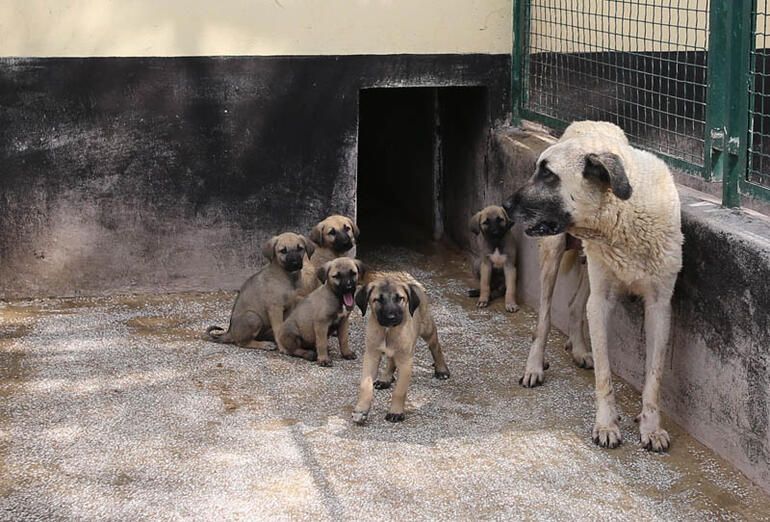 Bir yavru için 15 ay sıra bekliyorlar! 3