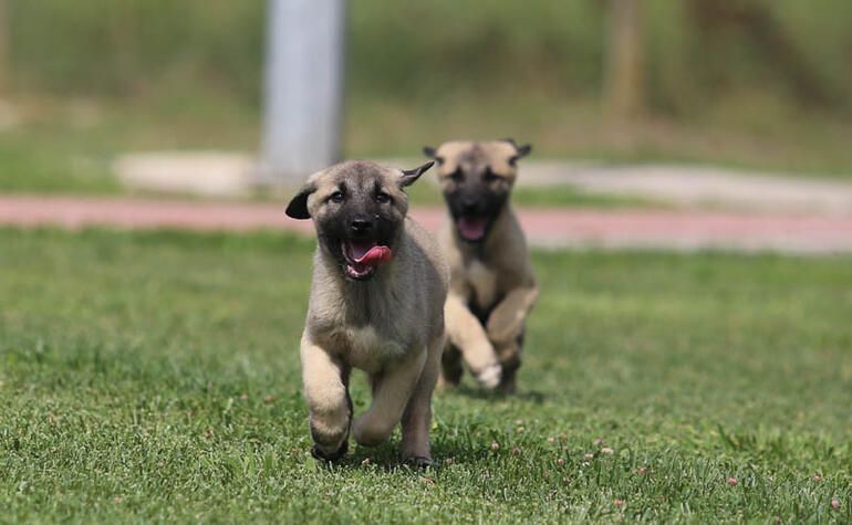 Bir yavru için 15 ay sıra bekliyorlar! 5