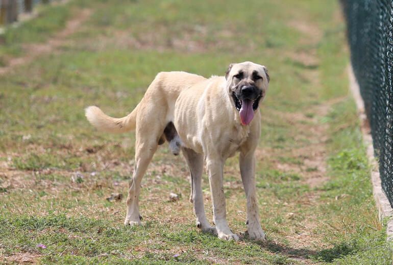 Bir yavru için 15 ay sıra bekliyorlar! 7
