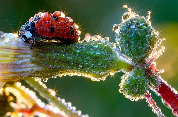 Nadir görülen doğa olayları! 15