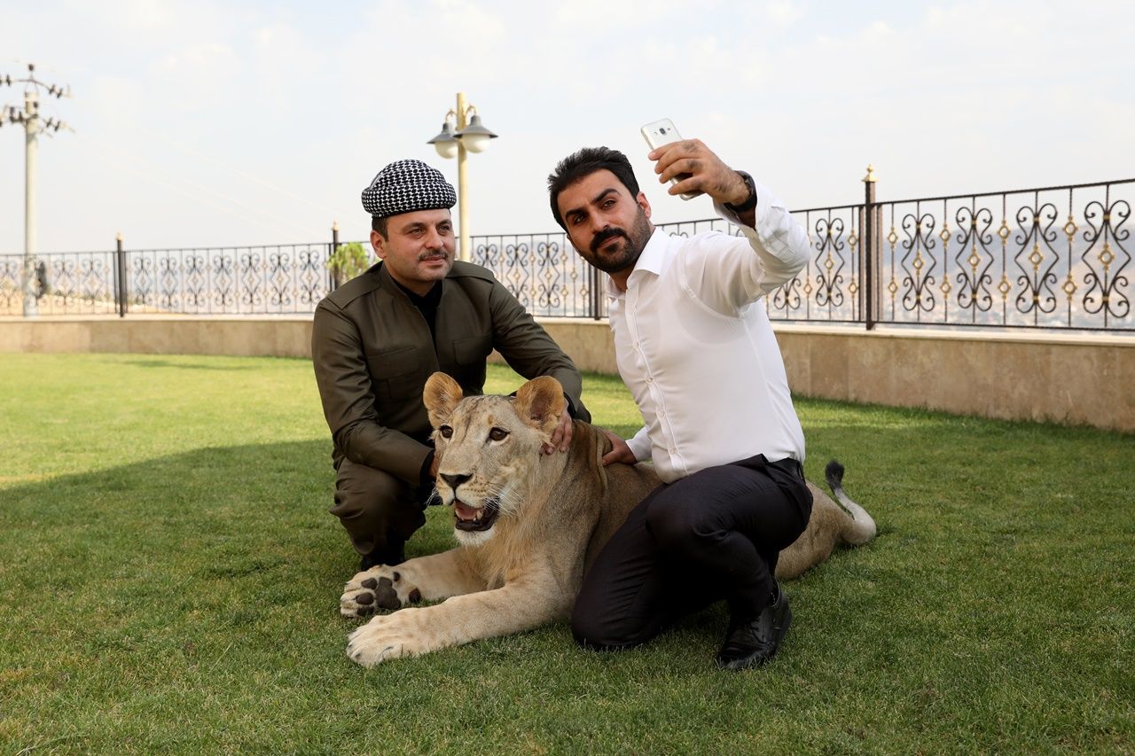 Iraklı hayvansever evinde aslan besliyor... 1
