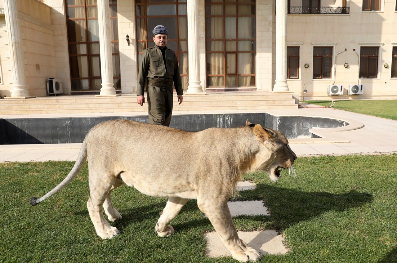 Iraklı hayvansever evinde aslan besliyor... 3