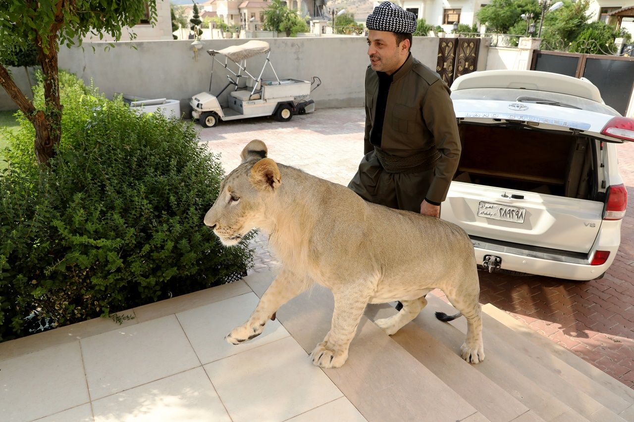 Iraklı hayvansever evinde aslan besliyor... 4