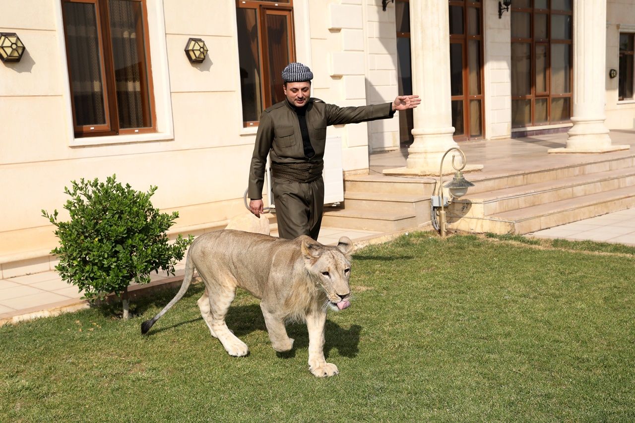 Iraklı hayvansever evinde aslan besliyor... 5