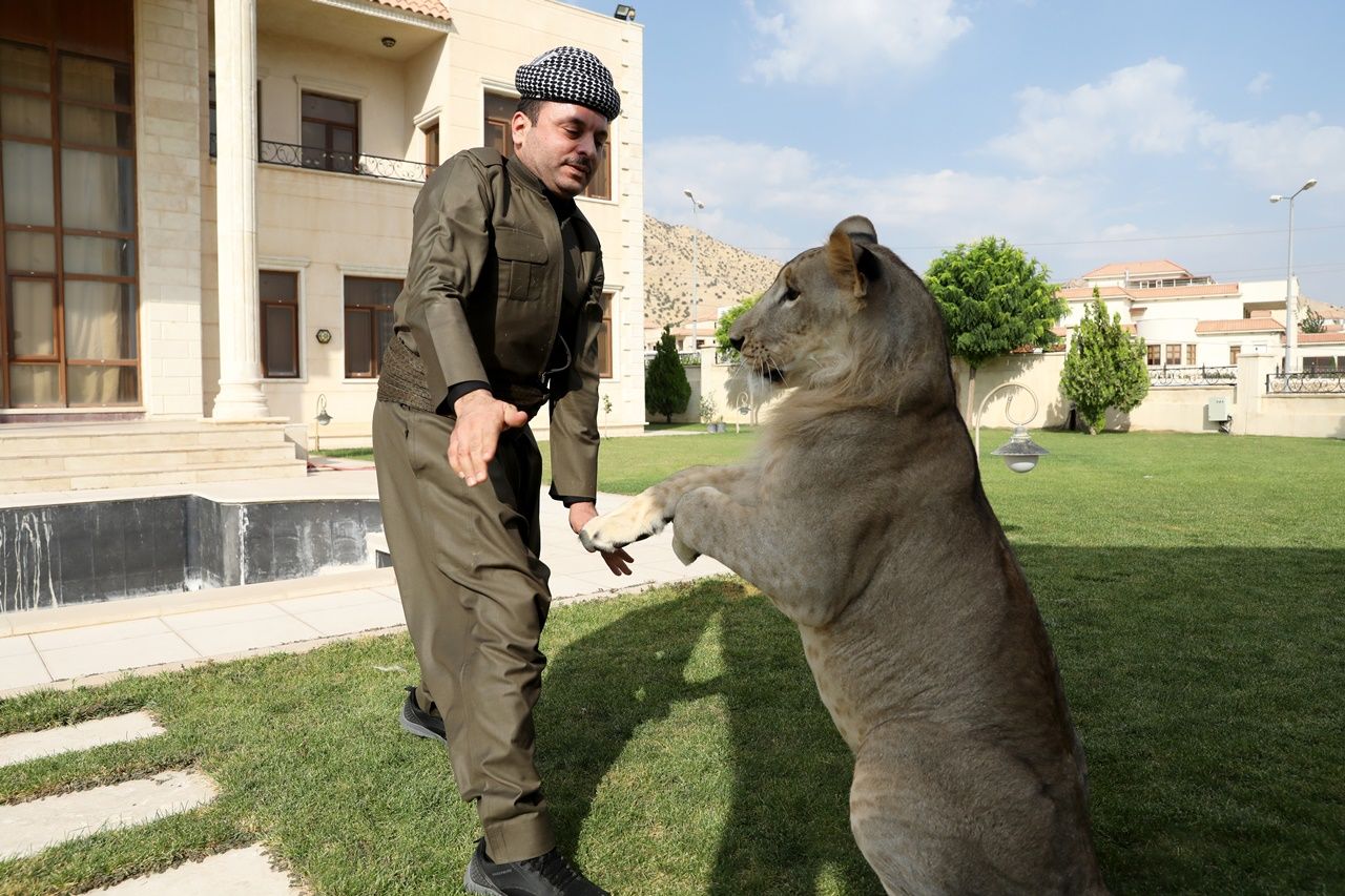 Iraklı hayvansever evinde aslan besliyor... 6