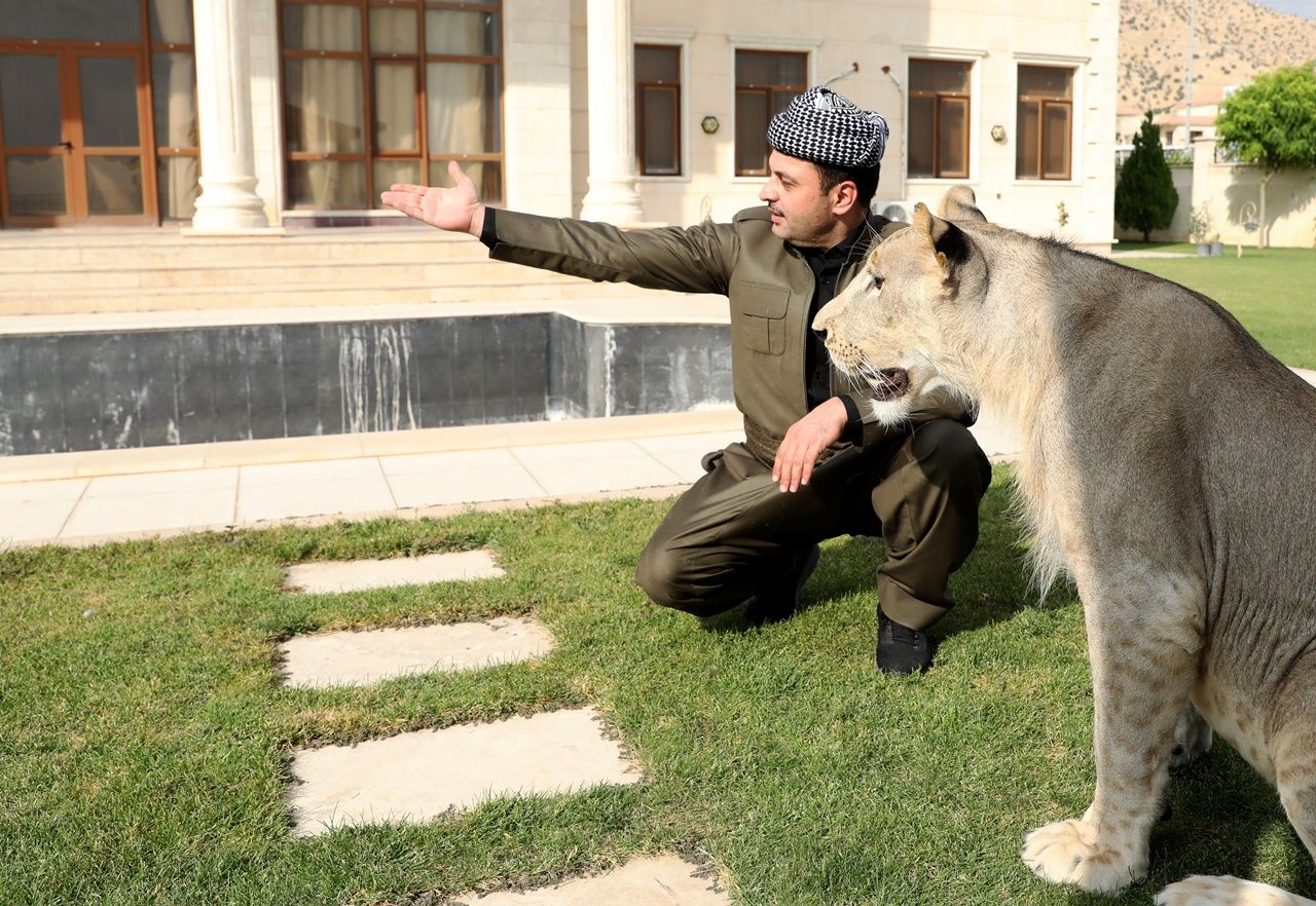 Iraklı hayvansever evinde aslan besliyor... 7