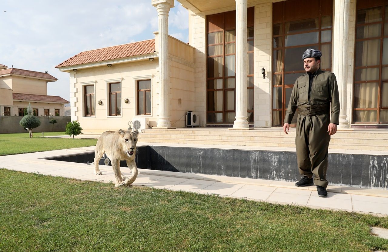 Iraklı hayvansever evinde aslan besliyor... 8