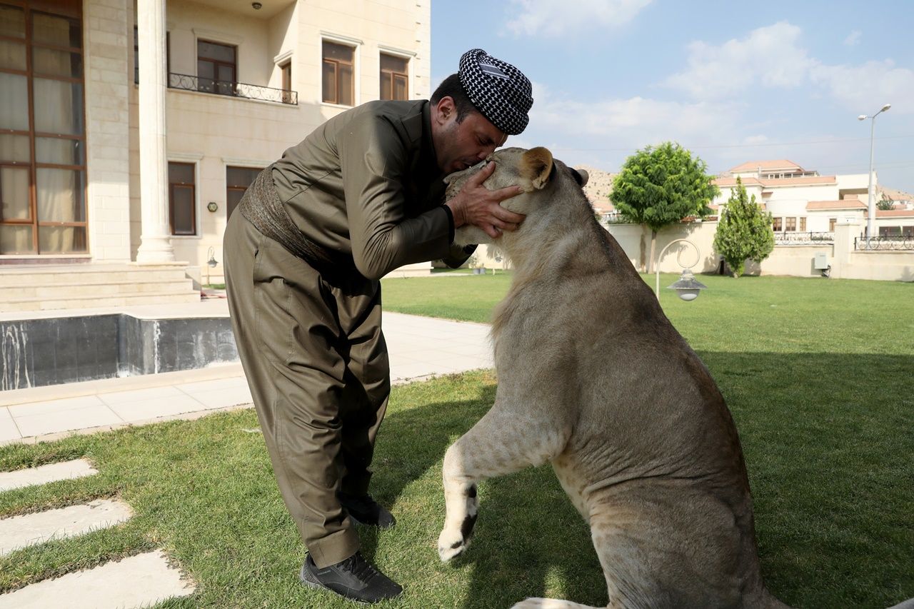 Iraklı hayvansever evinde aslan besliyor... 9