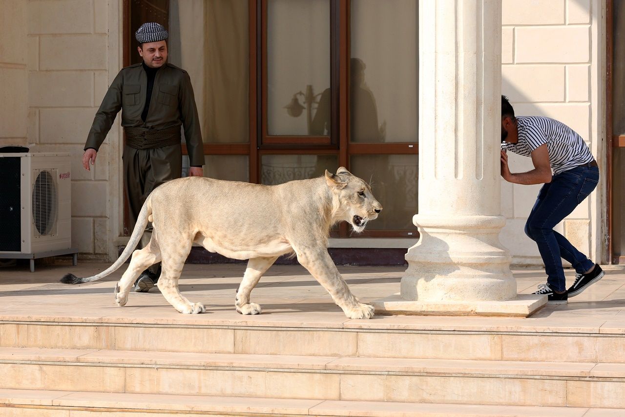 Iraklı hayvansever evinde aslan besliyor... 14