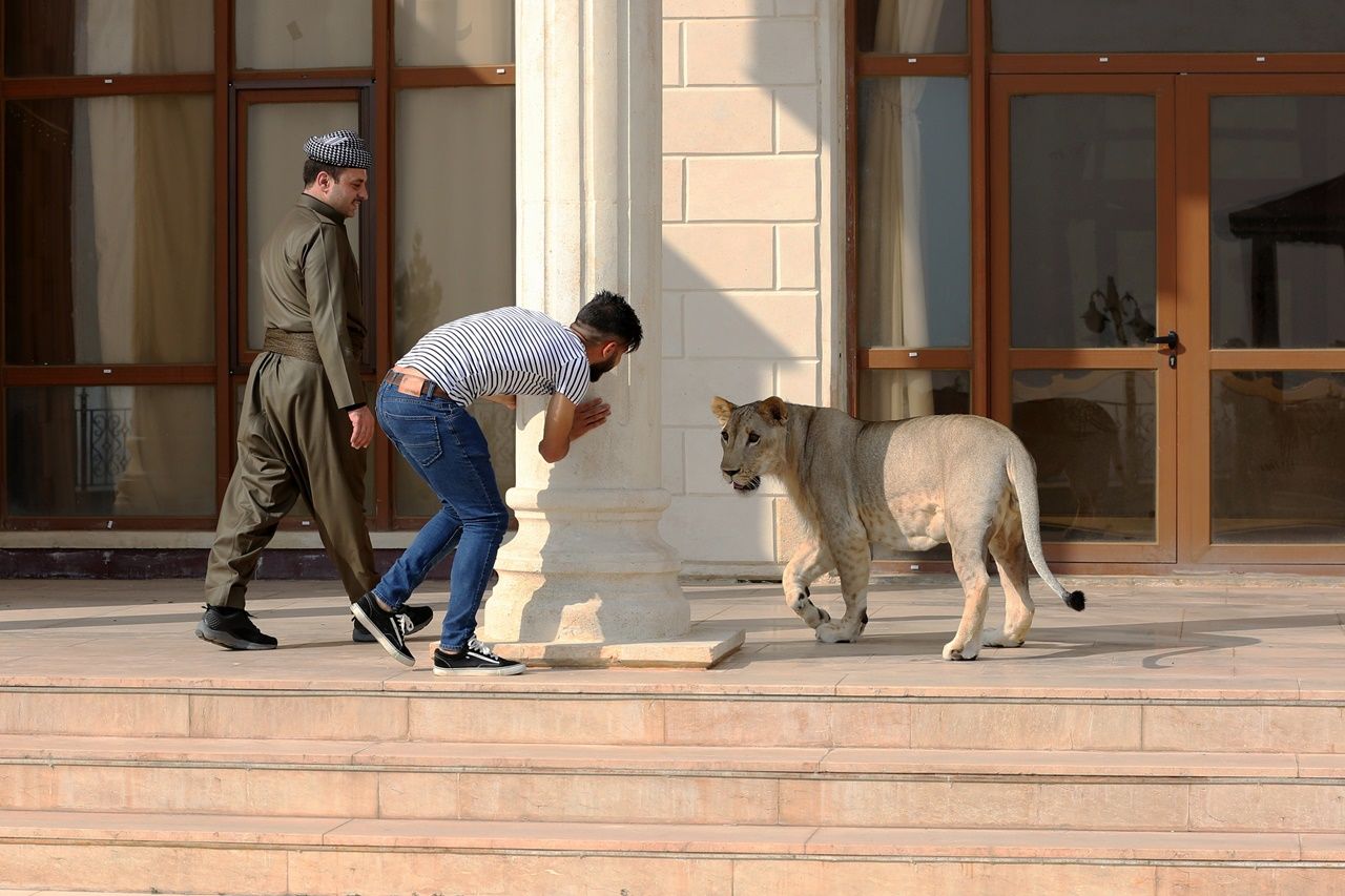 Iraklı hayvansever evinde aslan besliyor... 15
