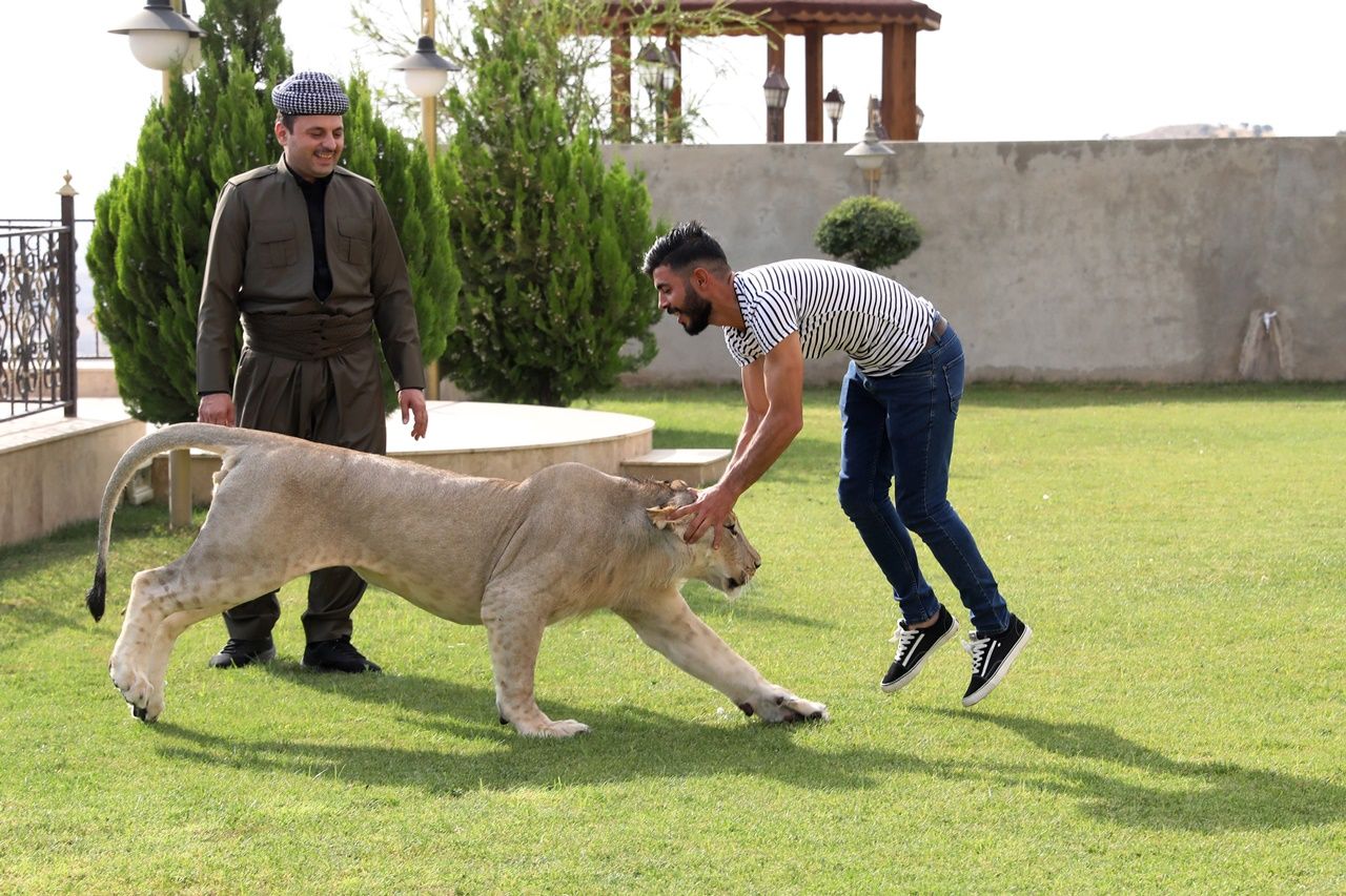 Iraklı hayvansever evinde aslan besliyor... 16