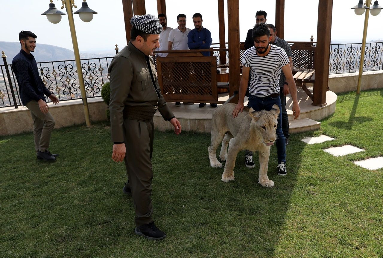 Iraklı hayvansever evinde aslan besliyor... 20