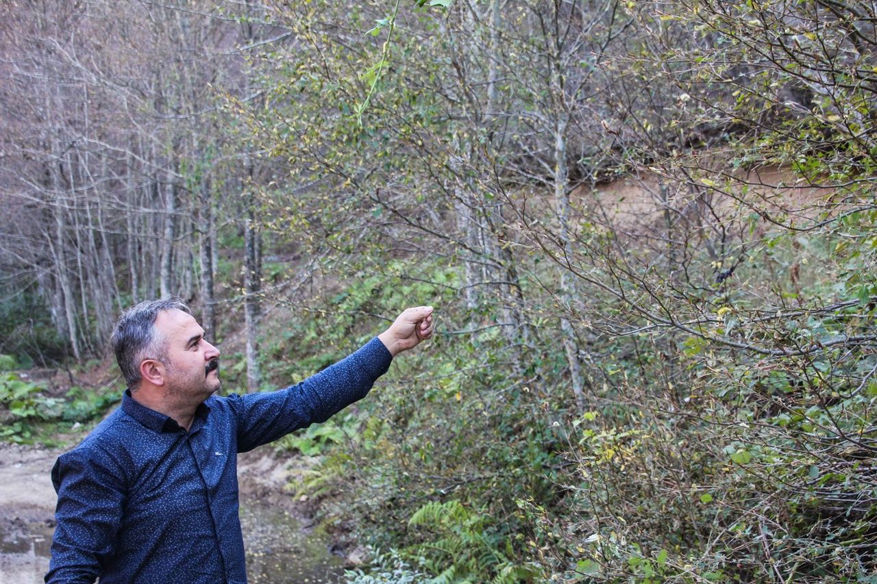 Ağaçlarda yaprak kalmadı... 6